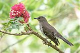 Scaly-breasted Thrasherborder=